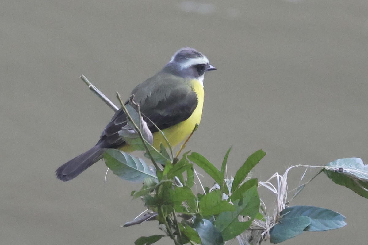 Social Flycatcher - ML626993433