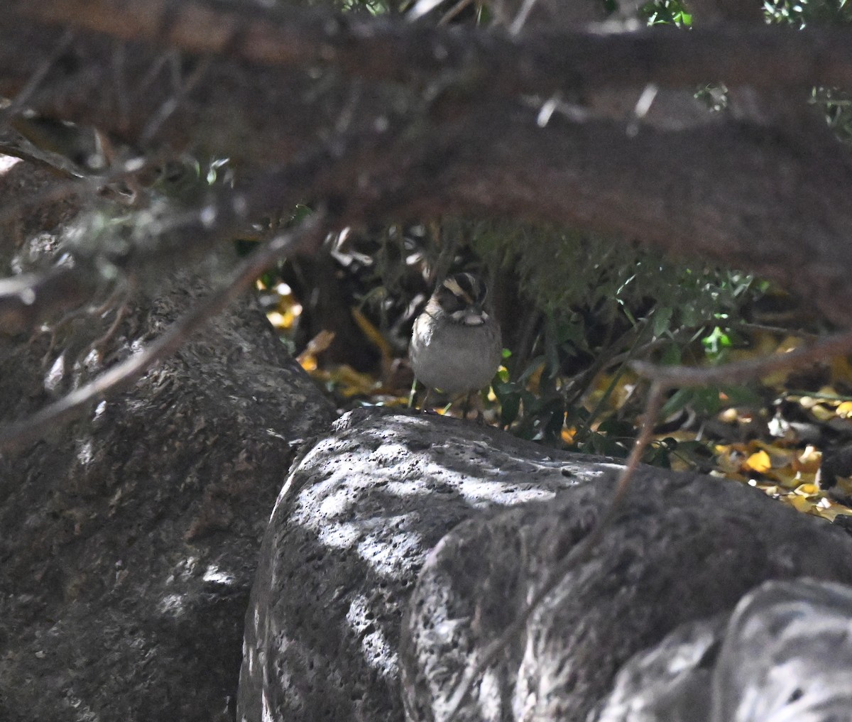 White-throated Sparrow - ML626993532