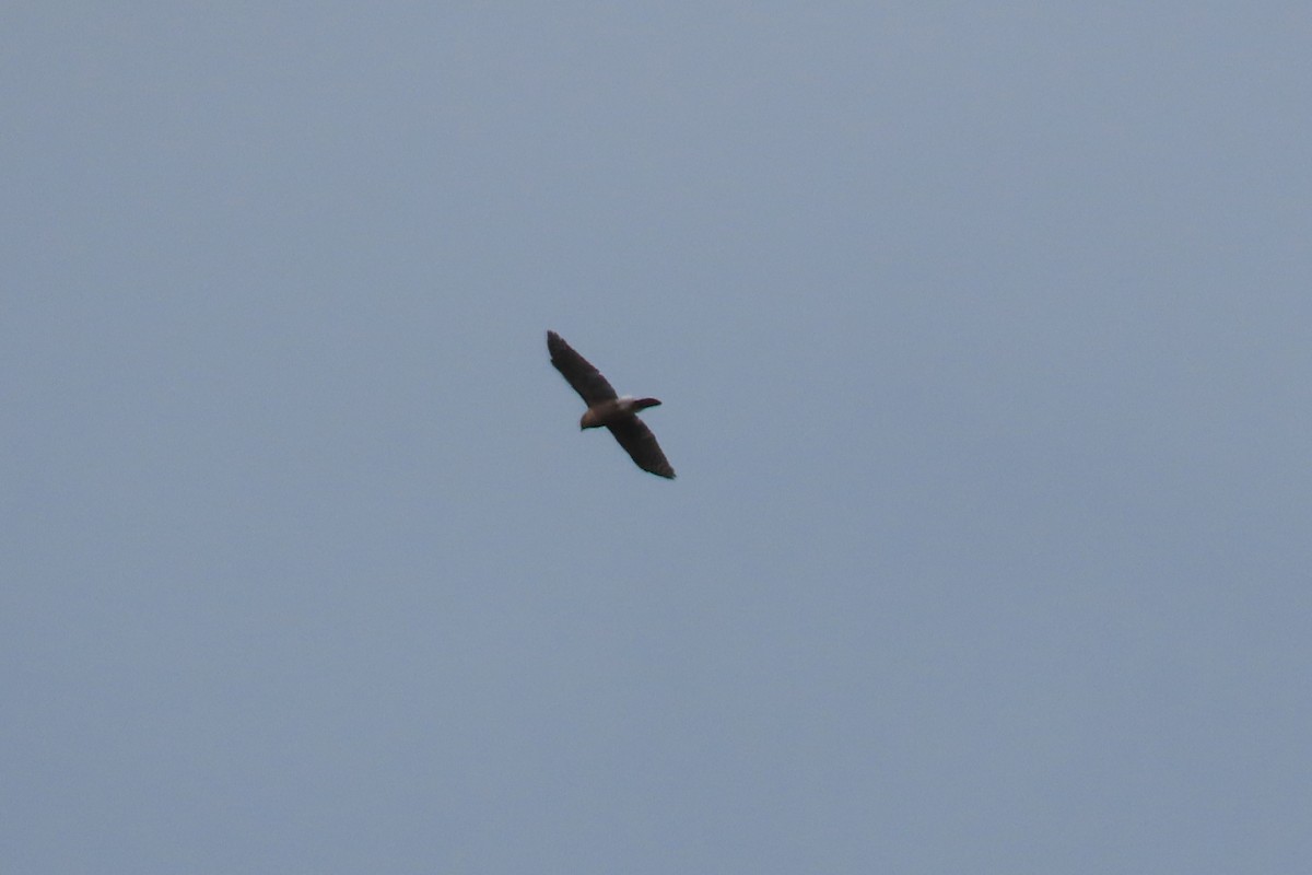Cooper's Hawk - ML626993667