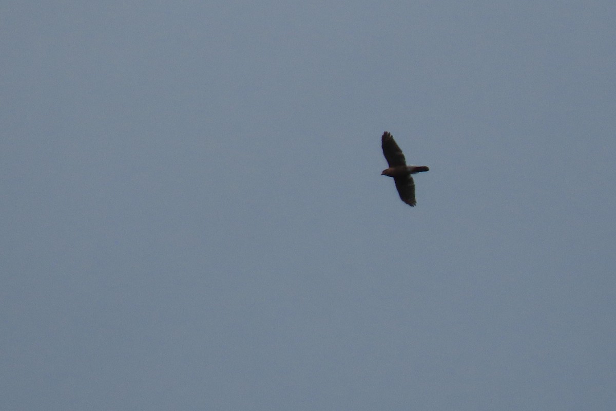 Cooper's Hawk - ML626993669