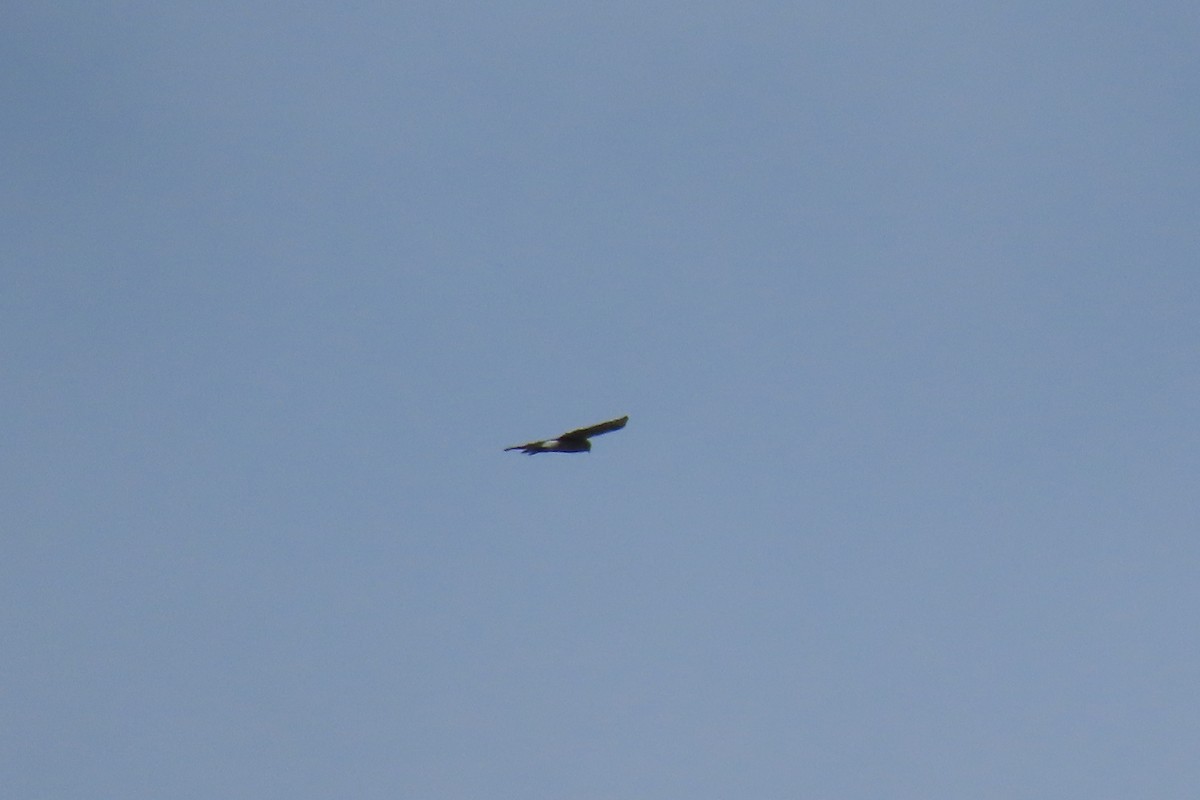 Cooper's Hawk - ML626993670