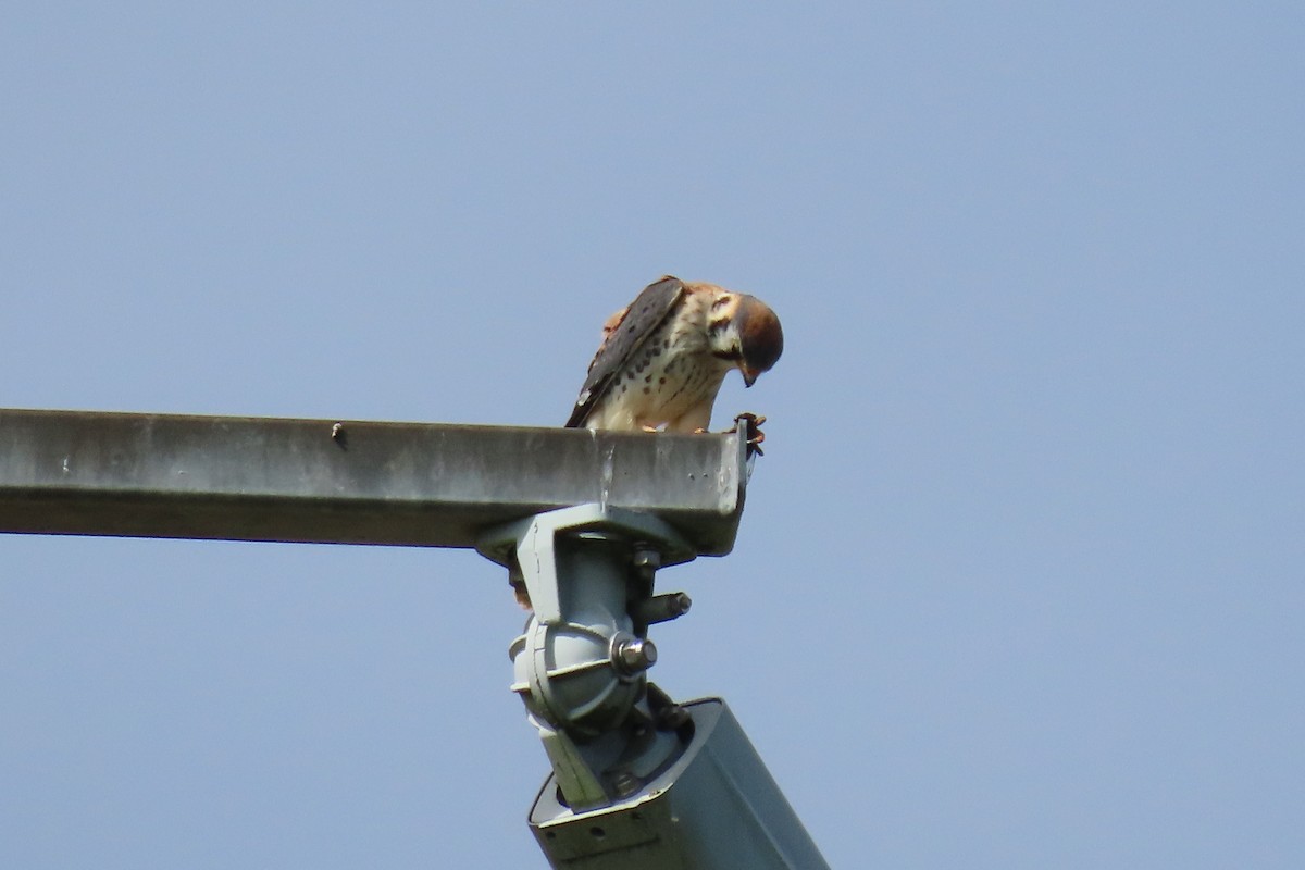 American Kestrel - ML626993680