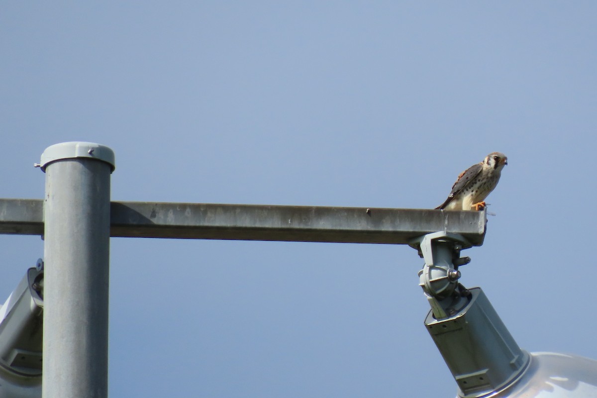 American Kestrel - ML626993681
