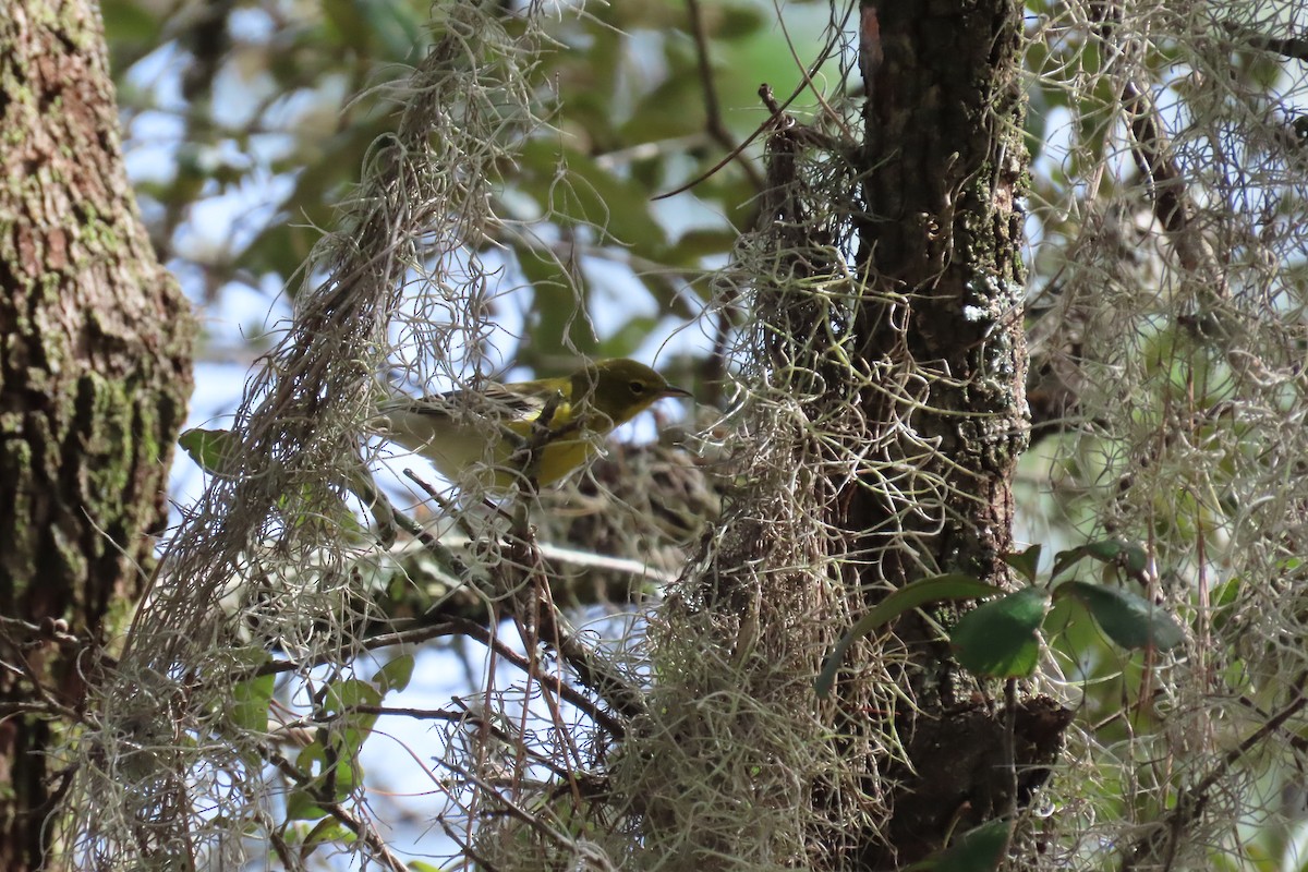 Pine Warbler - ML626993697