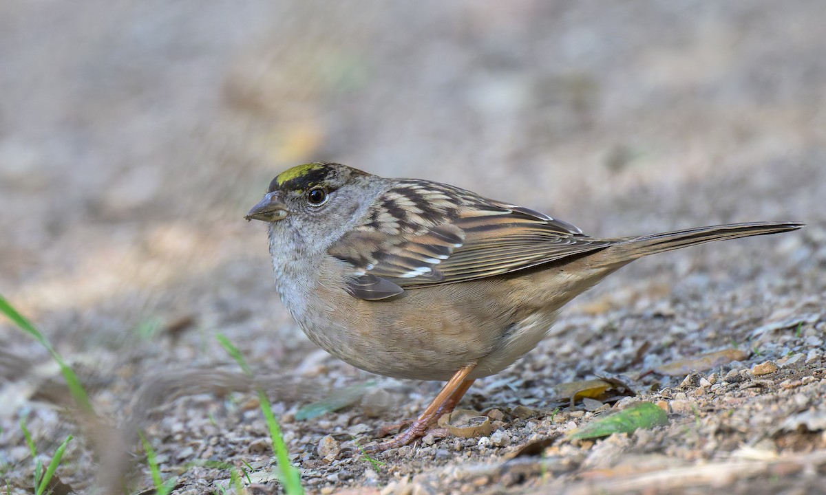 Golden-crowned Sparrow - ML626993761