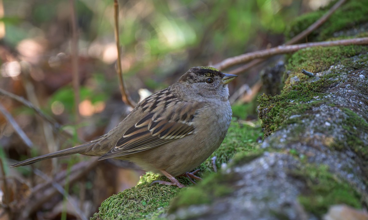 Golden-crowned Sparrow - ML626993762