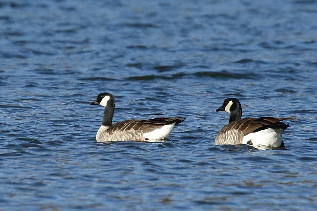 Cackling Goose - ML626993941