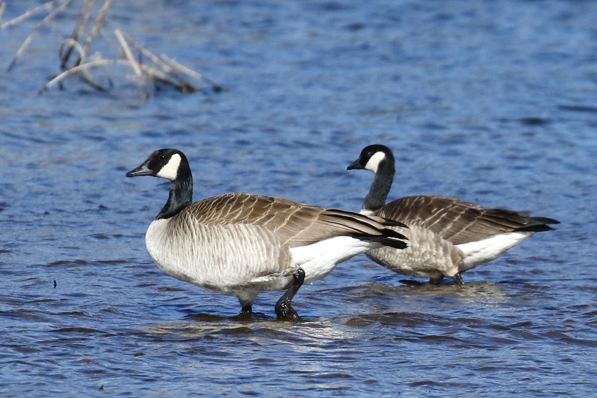 Cackling Goose - ML626993943