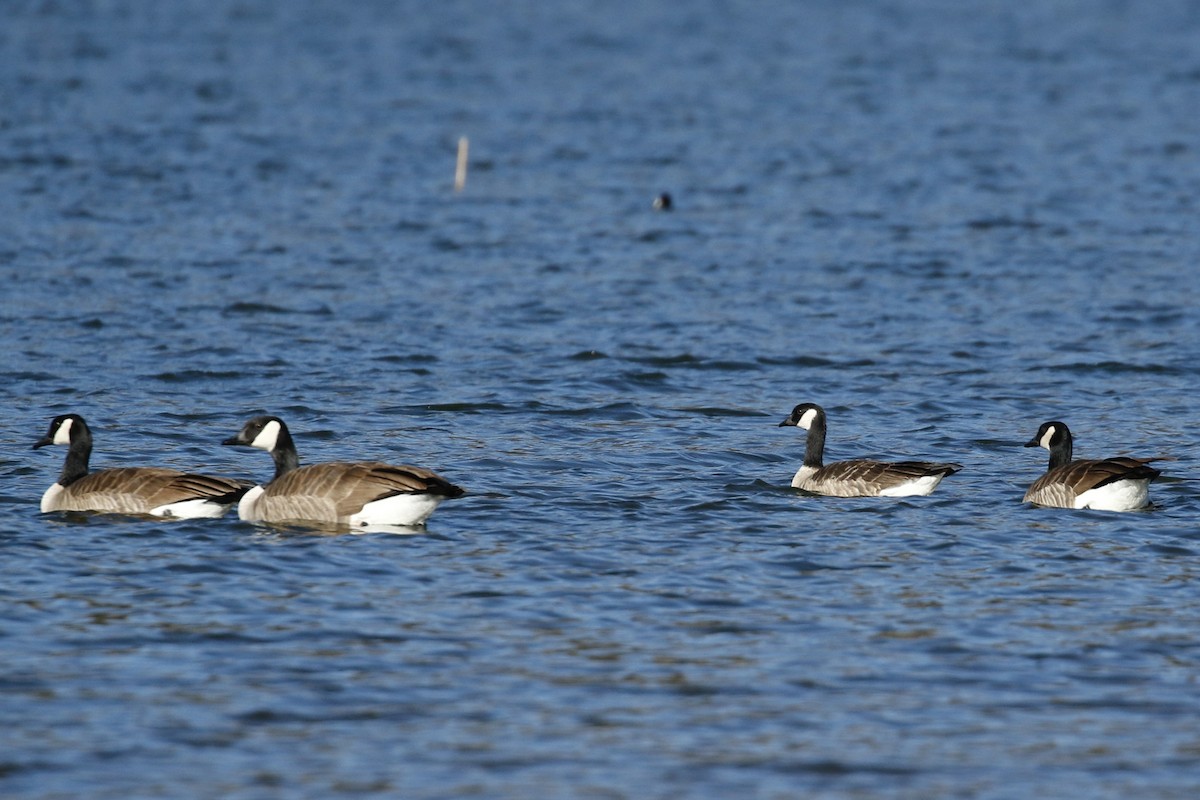 Cackling Goose - ML626994022