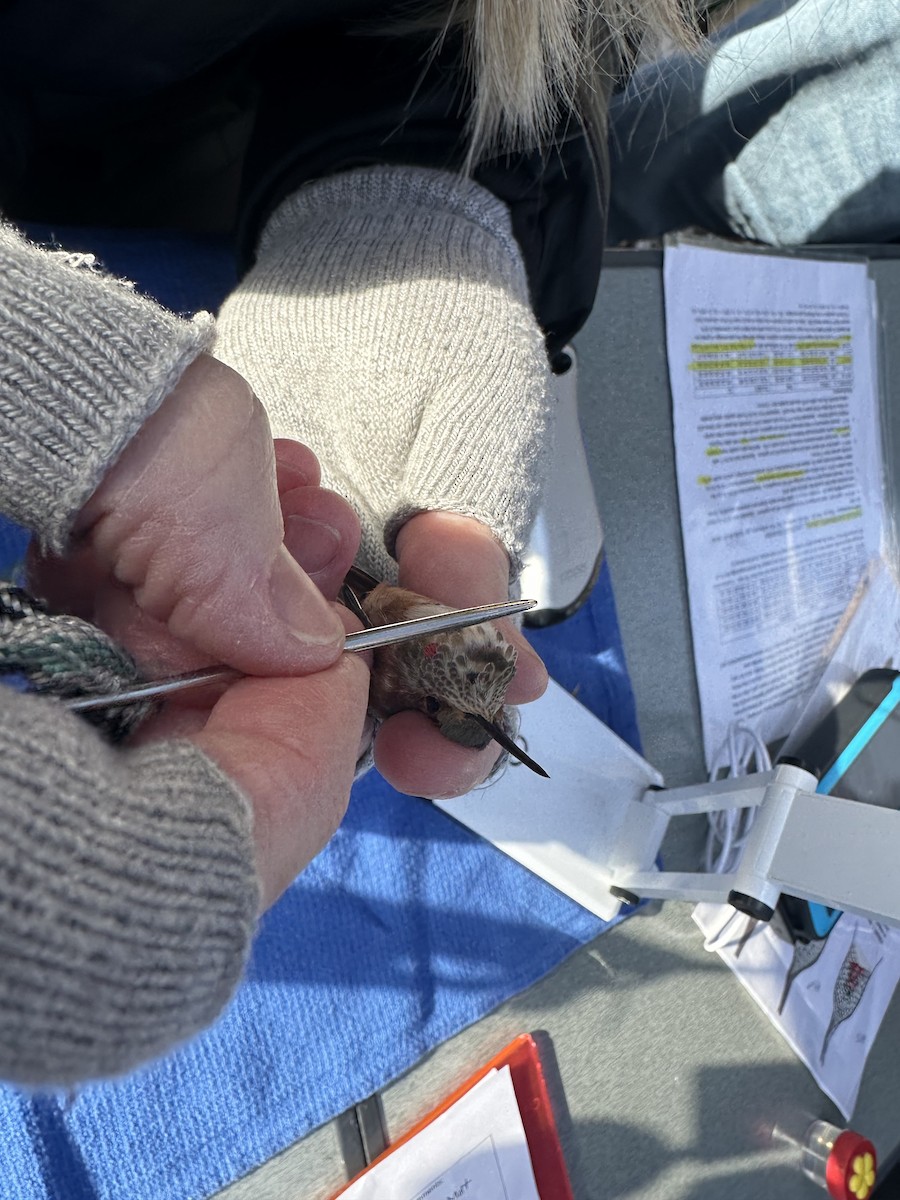 kalypta rezavolesklá - ML626994080