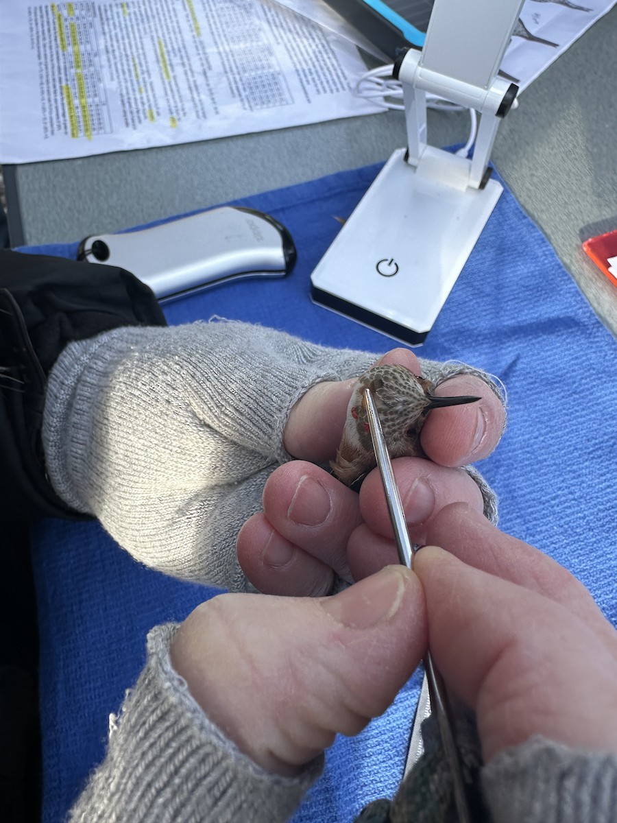 kalypta rezavolesklá - ML626994081