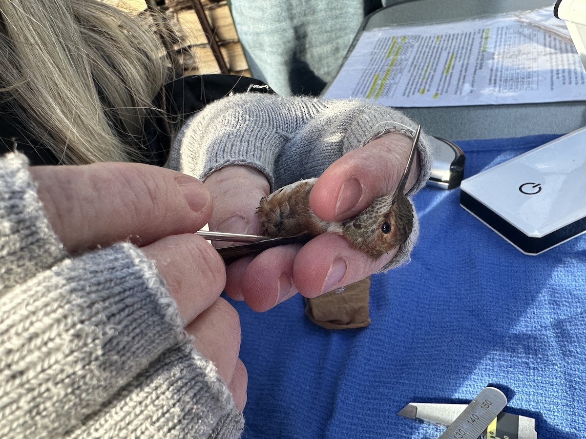 kalypta rezavolesklá - ML626994082