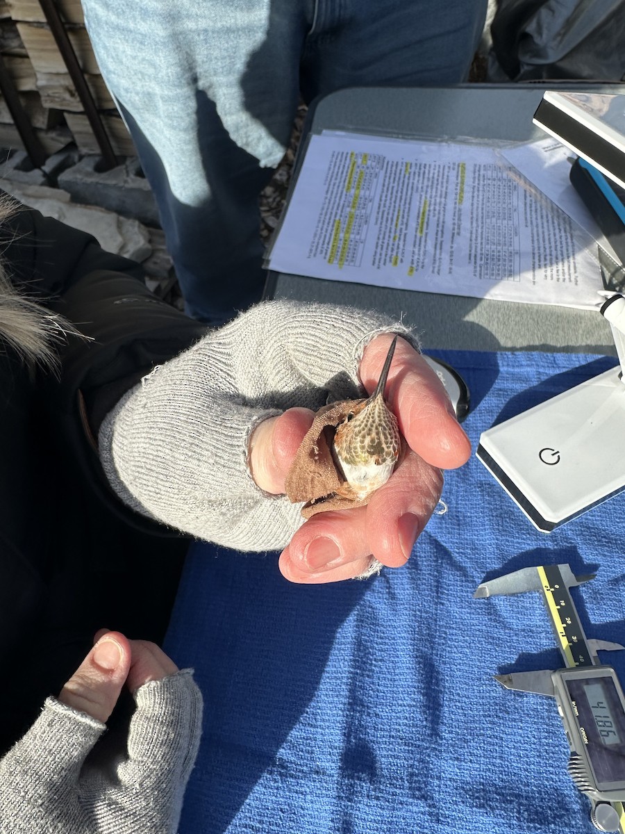 kalypta rezavolesklá - ML626994083