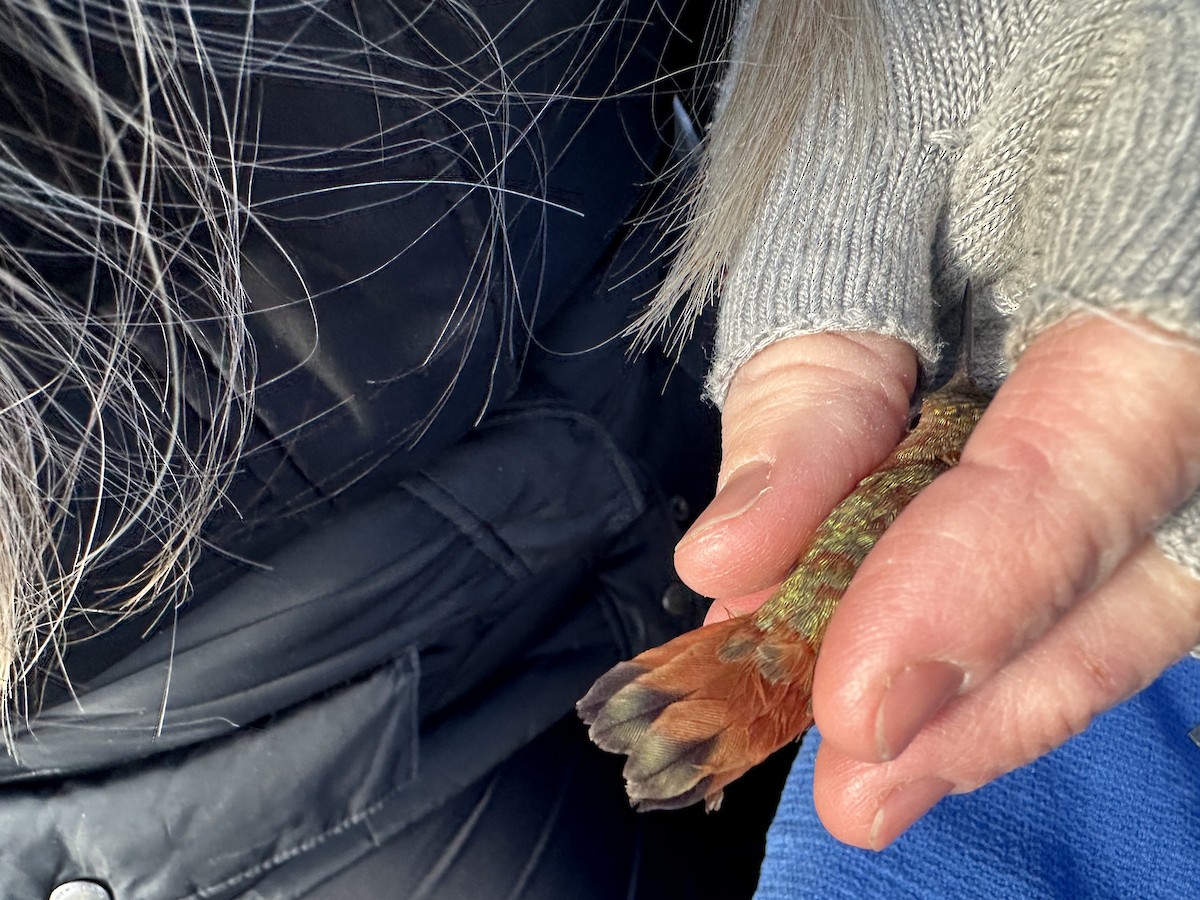 kalypta rezavolesklá - ML626994202