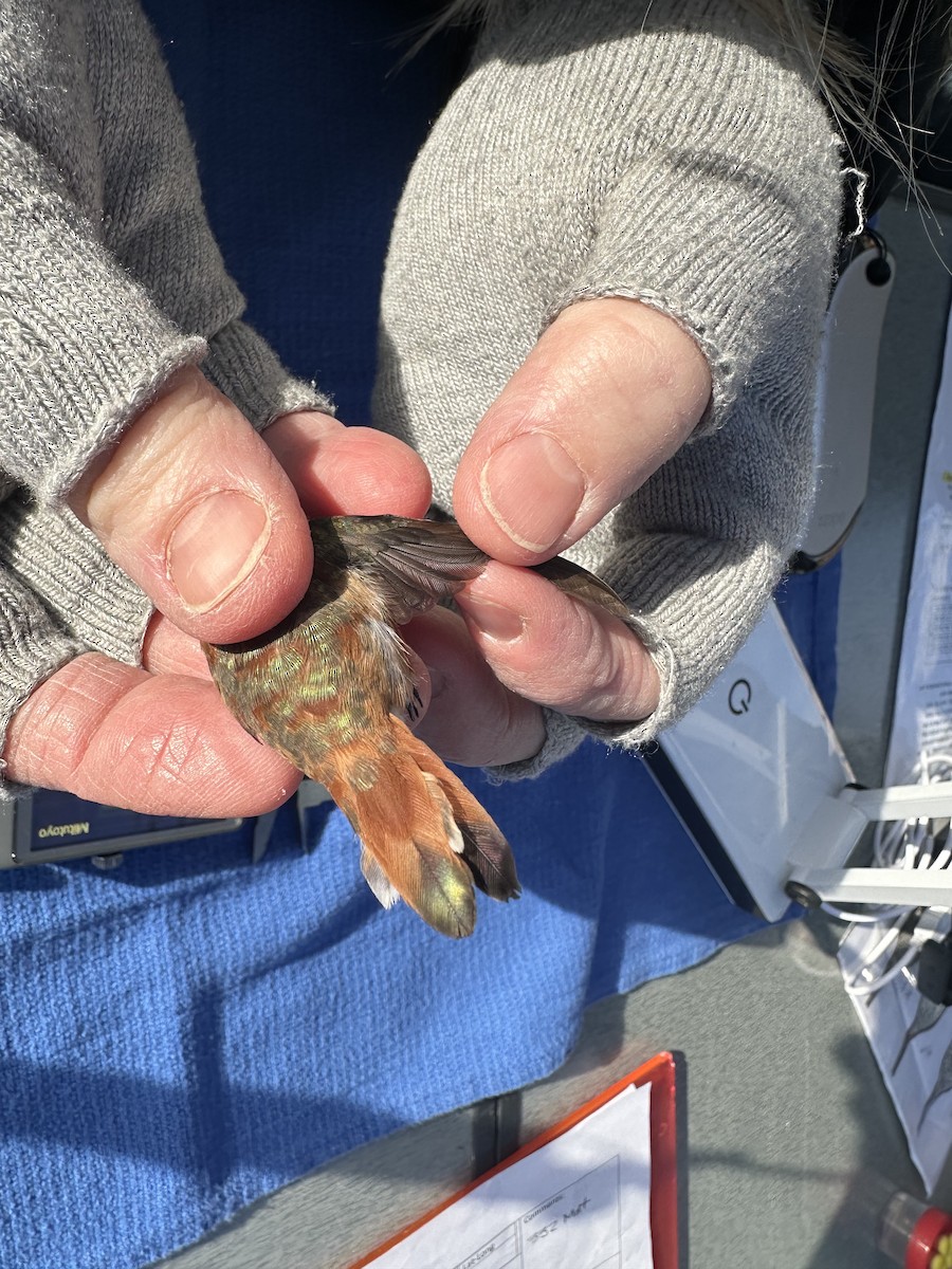 kalypta rezavolesklá - ML626994203