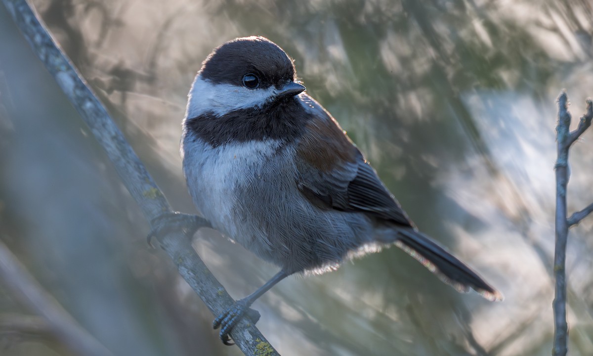 Chestnut-backed Chickadee - ML626994204