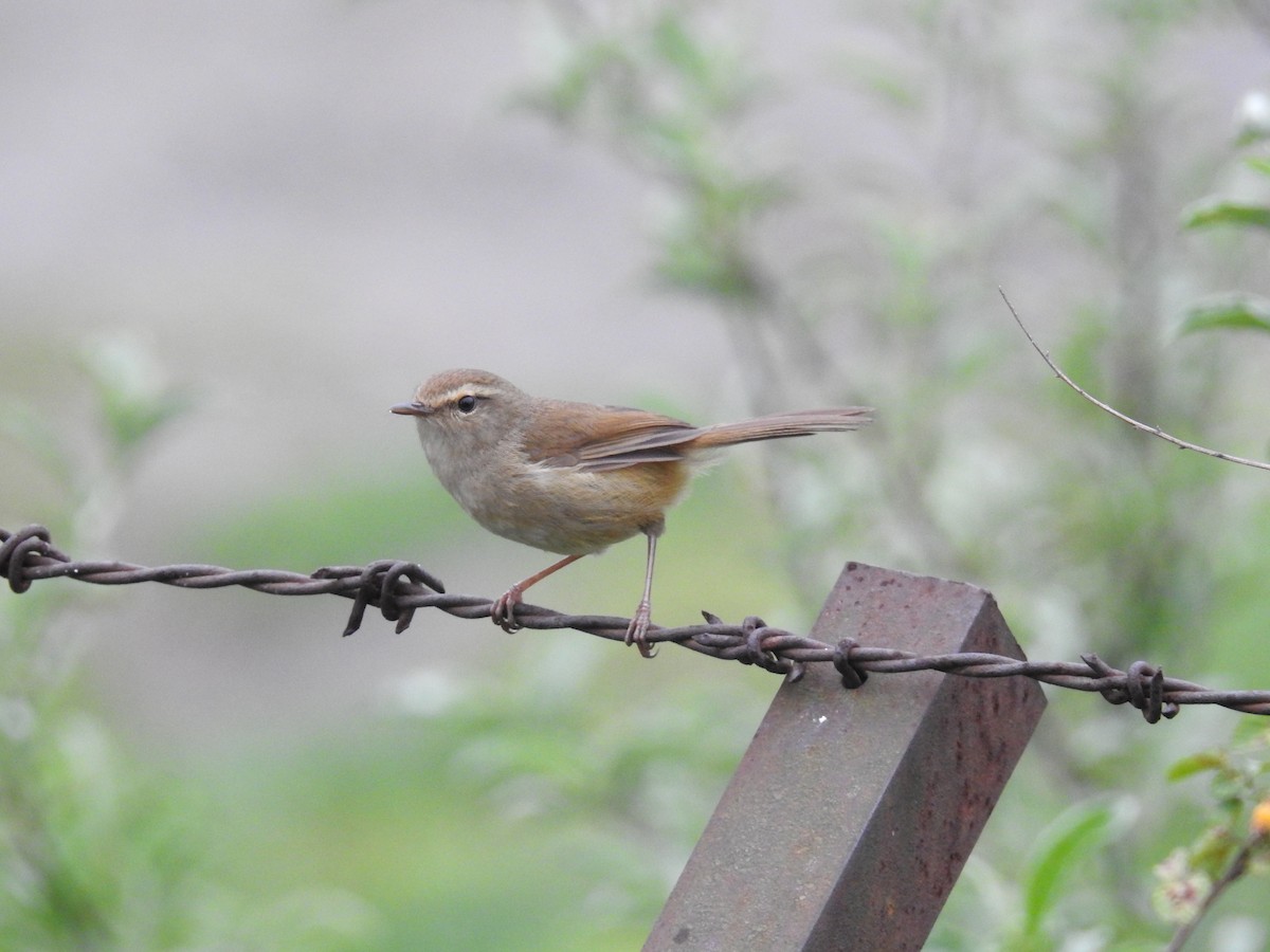 Brownish-flanked Bush Warbler - ML626994352