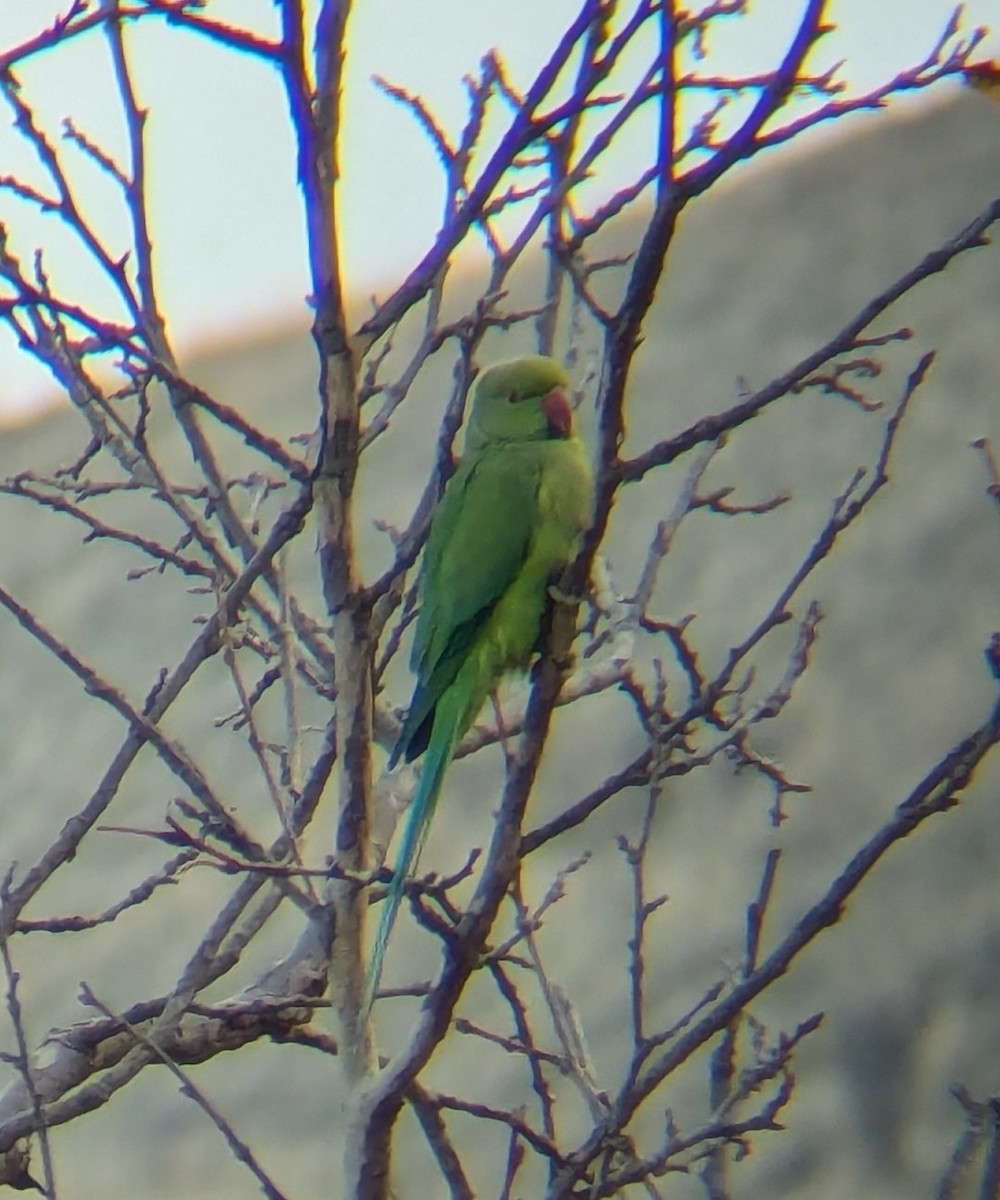 Rose-ringed Parakeet - ML626994355