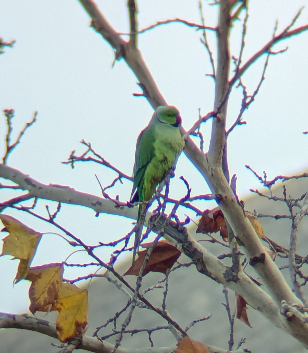 Rose-ringed Parakeet - ML626994356
