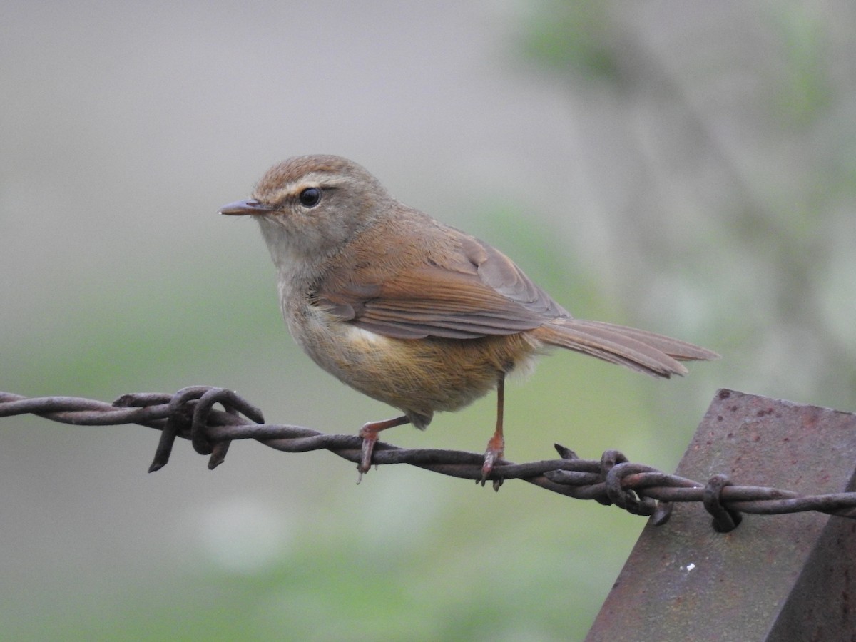 Brownish-flanked Bush Warbler - ML626994363