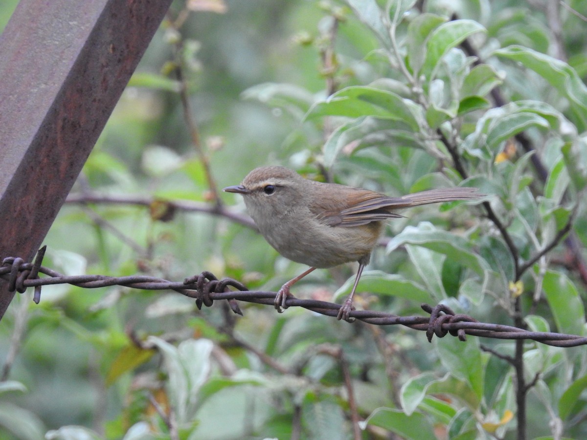 Brownish-flanked Bush Warbler - ML626994366