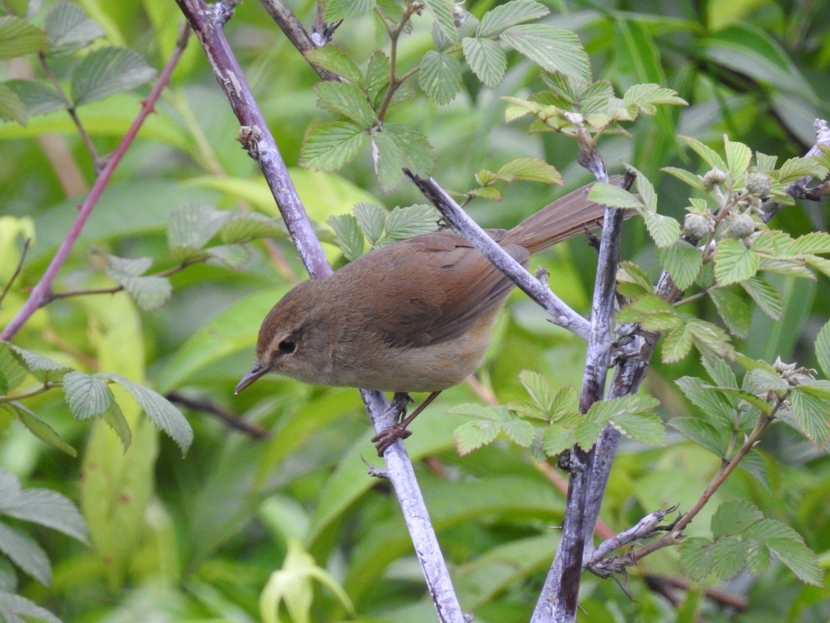 Brownish-flanked Bush Warbler - ML626994372