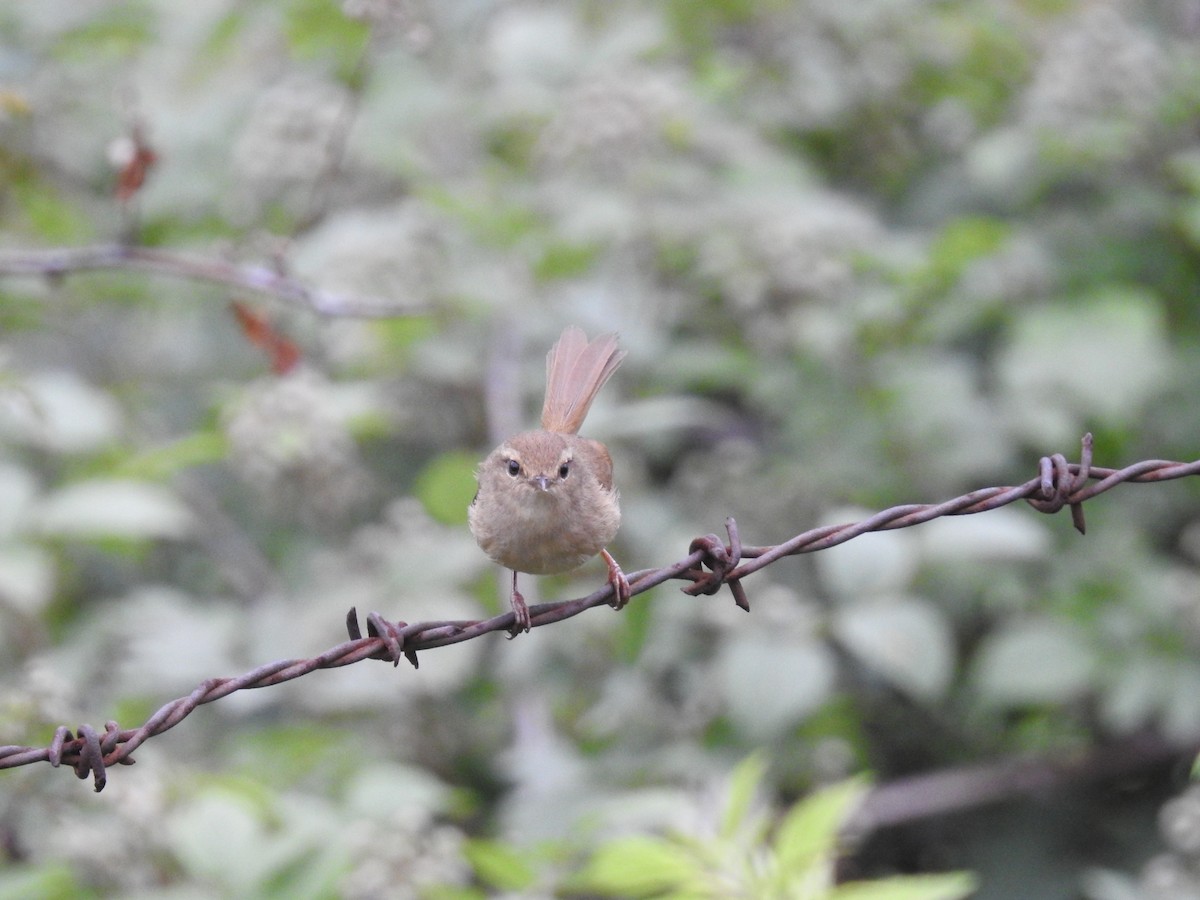 Brownish-flanked Bush Warbler - ML626994385