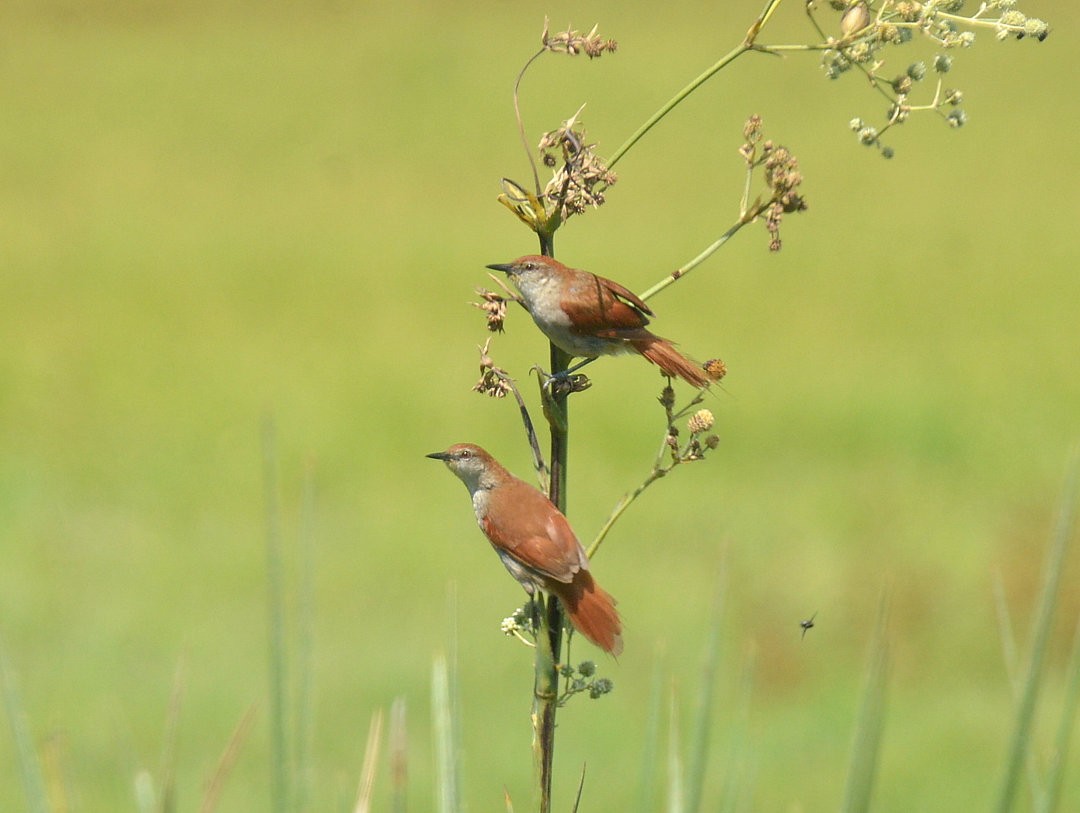 Yellow-chinned Spinetail - ML626994453