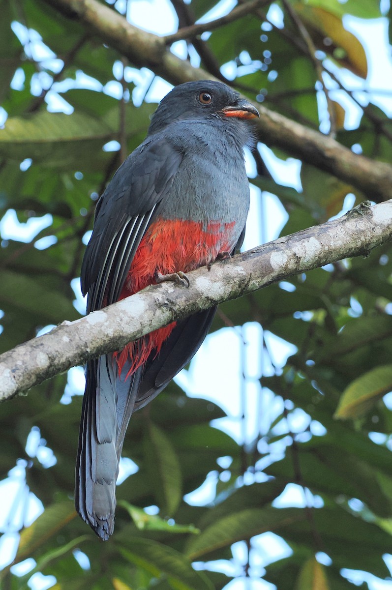 Slaty-tailed Trogon - ML626994525