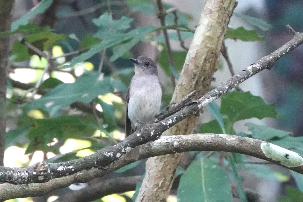 Sumba Jungle Flycatcher - ML626994535