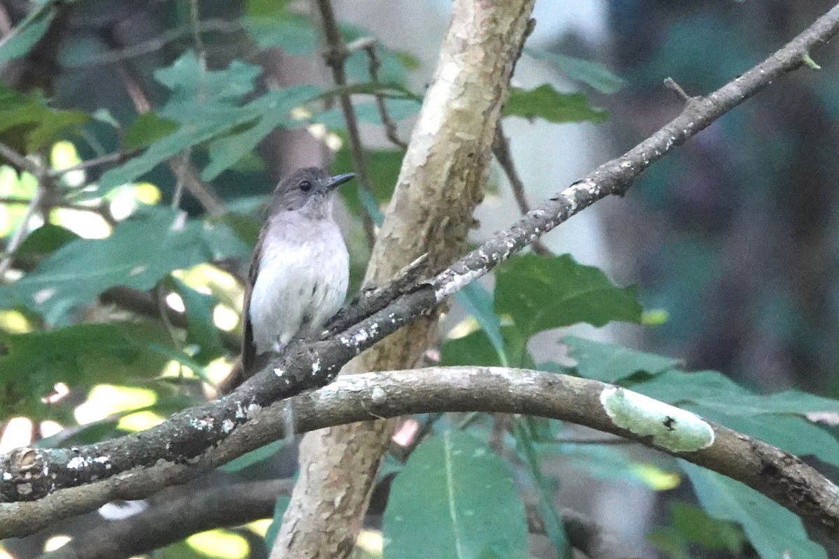 Sumba Jungle Flycatcher - ML626994538