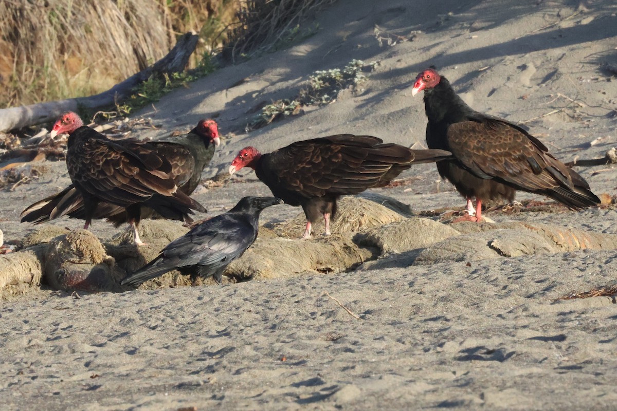 Turkey Vulture - ML626994568
