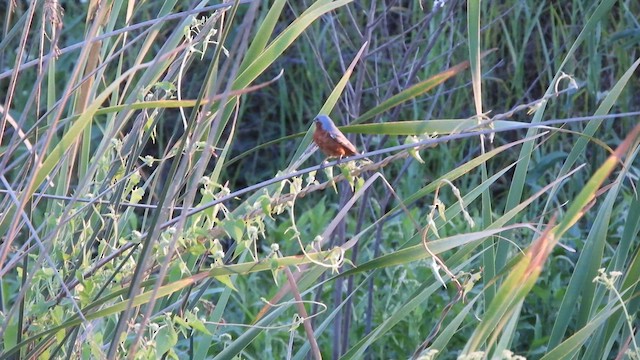 Rufous-rumped Seedeater - ML626994702