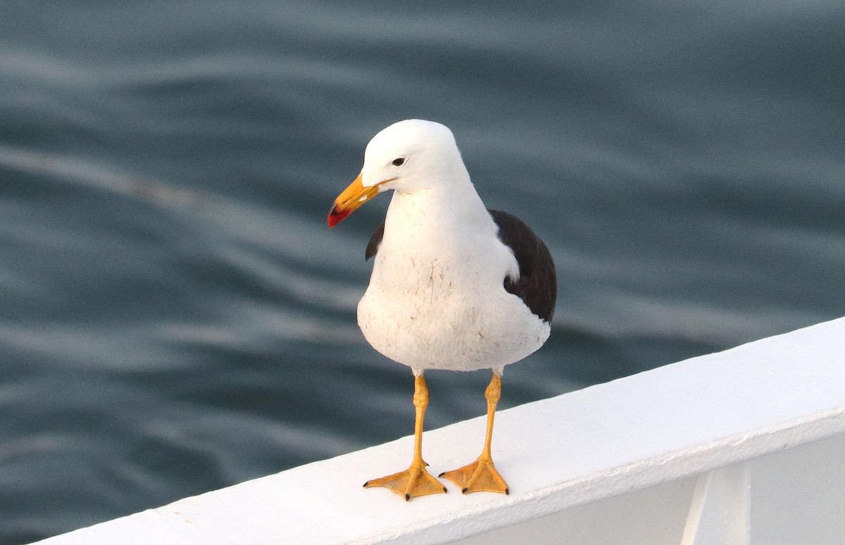Belcher's Gull - ML626994738