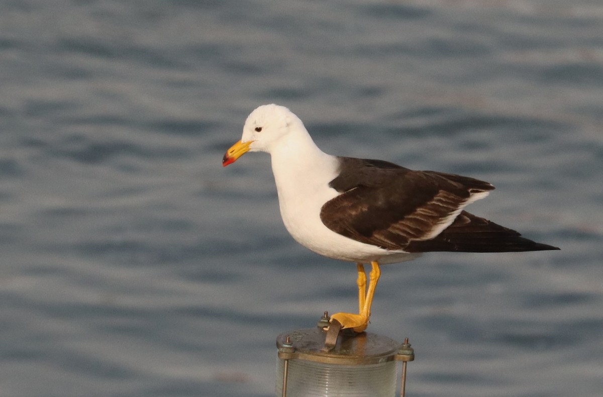 Belcher's Gull - ML626994739