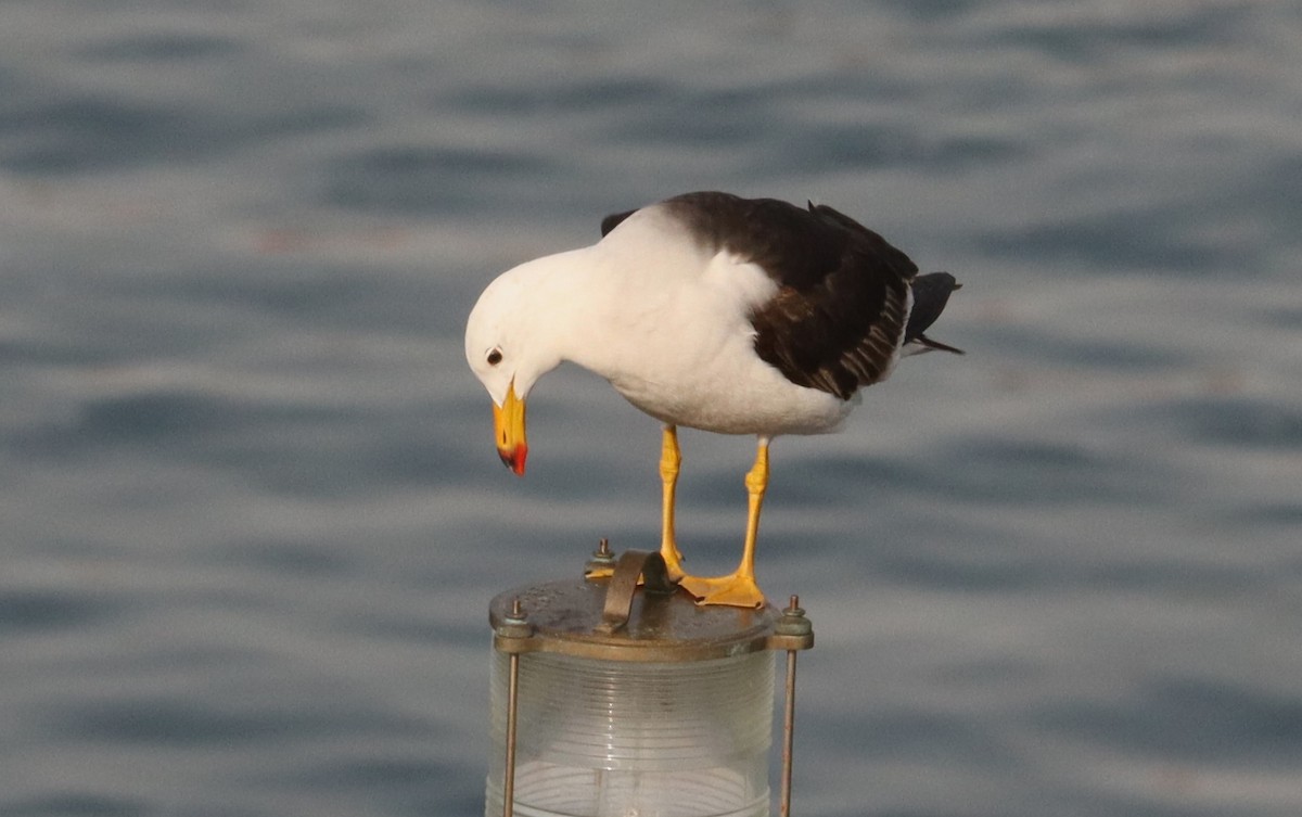 Belcher's Gull - ML626994740