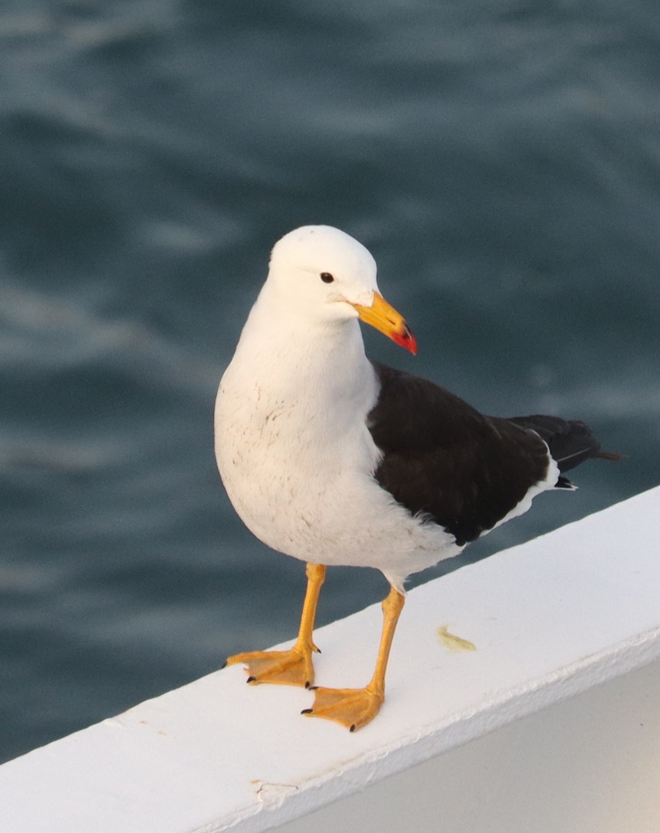 Belcher's Gull - ML626994741