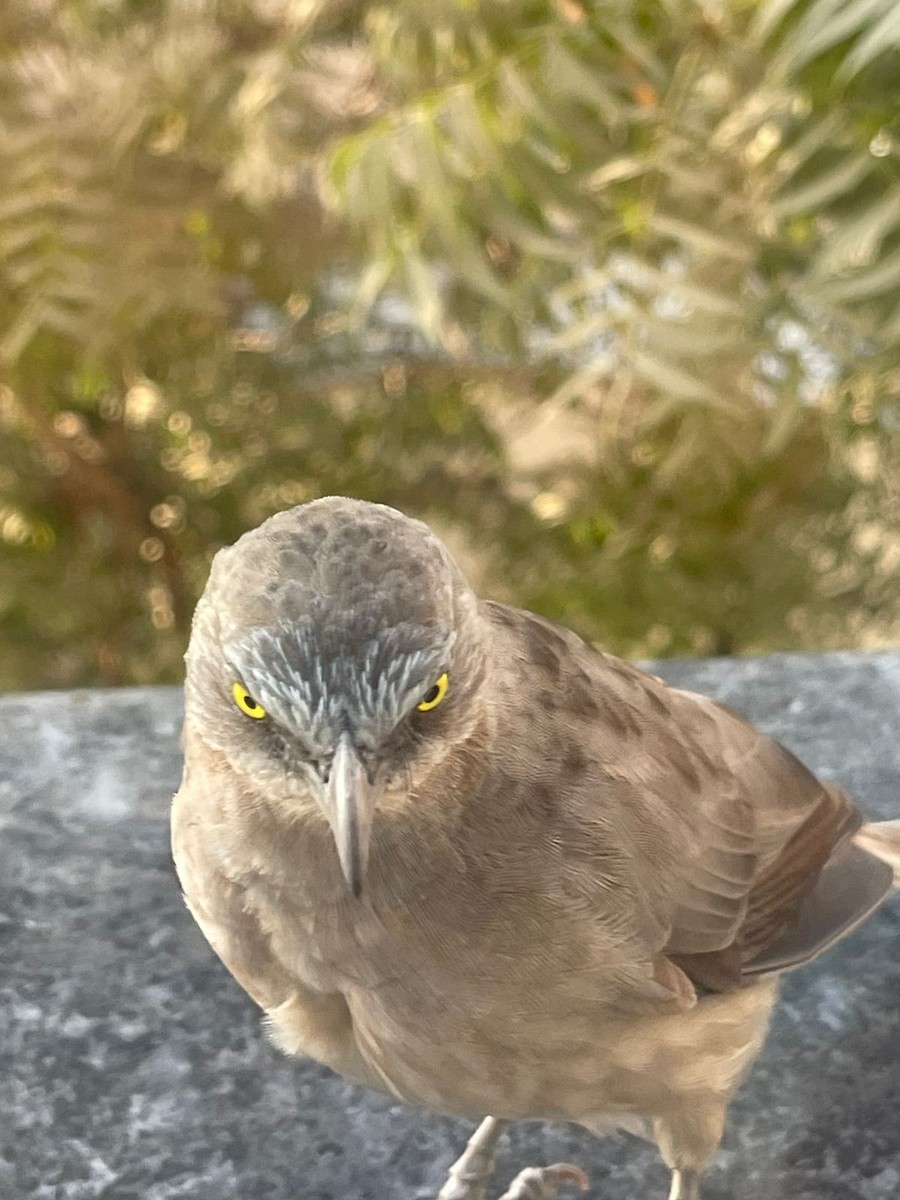 Large Gray Babbler - ML626994750