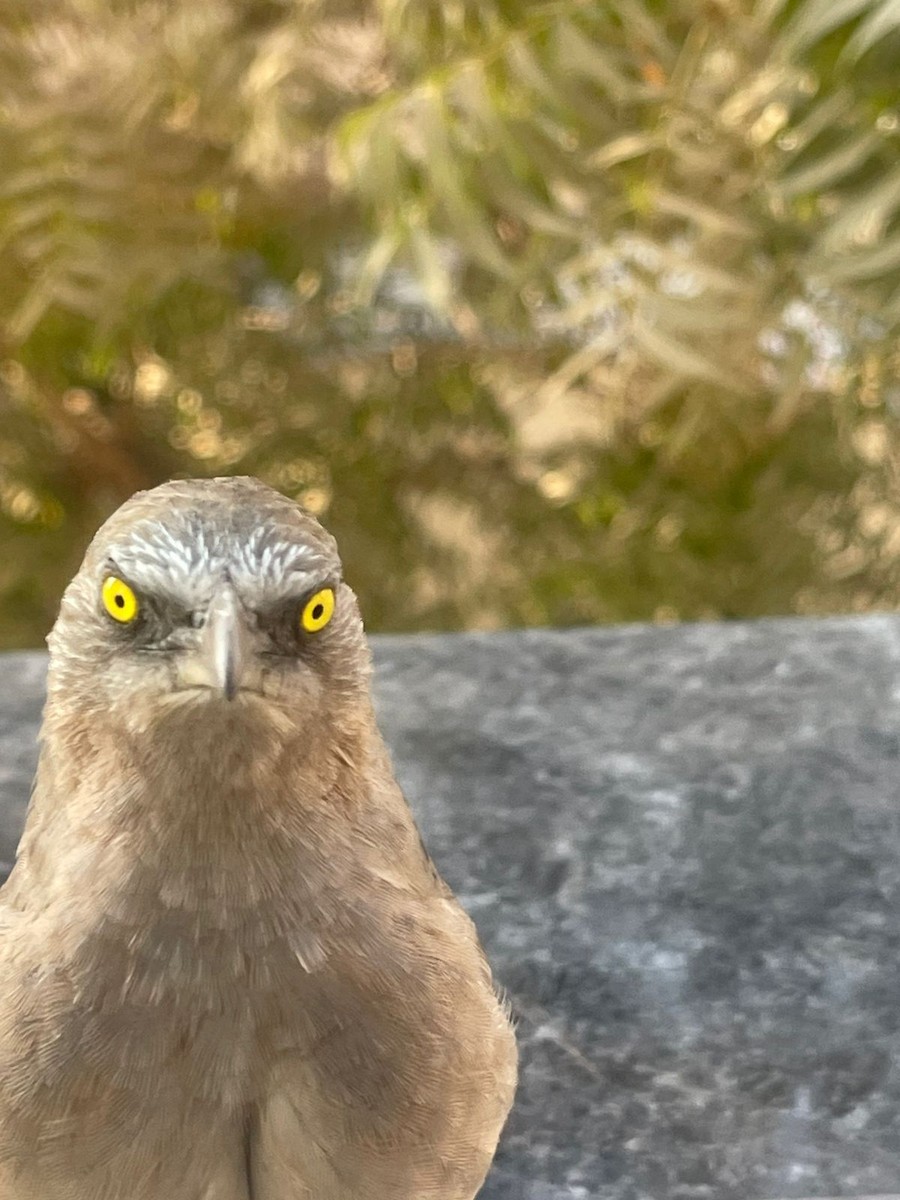 Large Gray Babbler - ML626994751