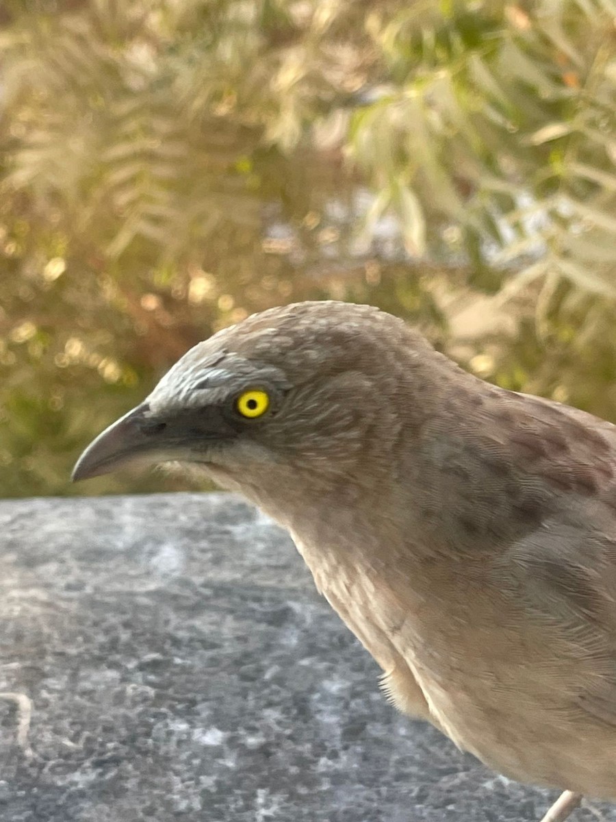 Large Gray Babbler - ML626994752