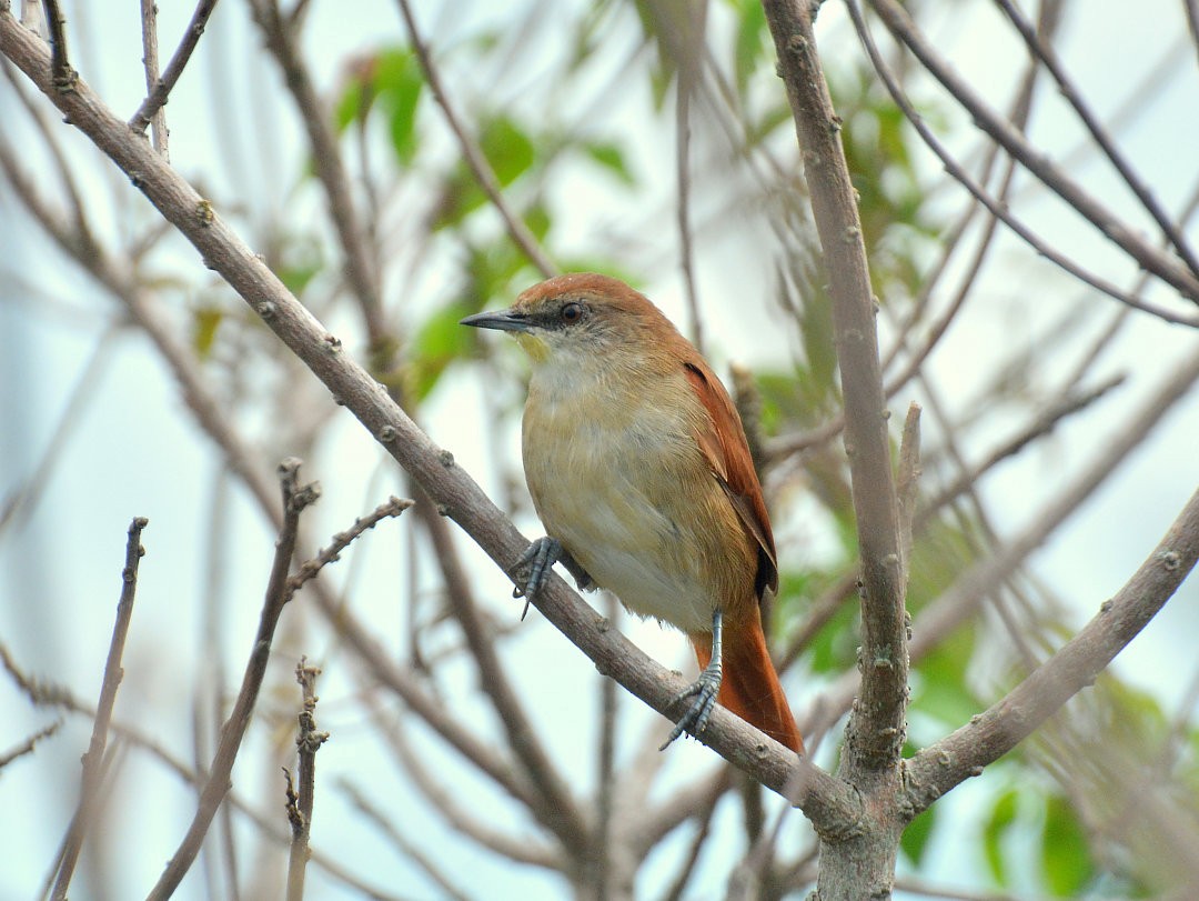 Yellow-chinned Spinetail - ML626994754