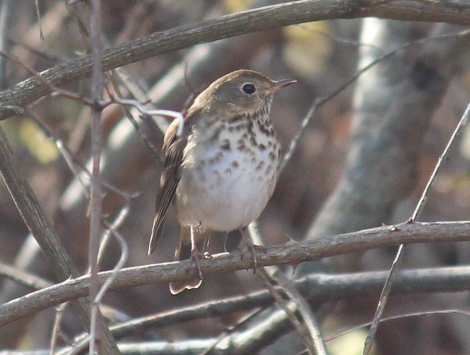 Hermit Thrush - ML626994757