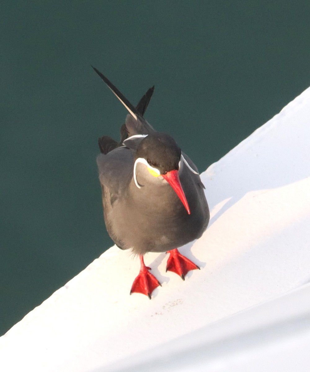 Inca Tern - ML626994765