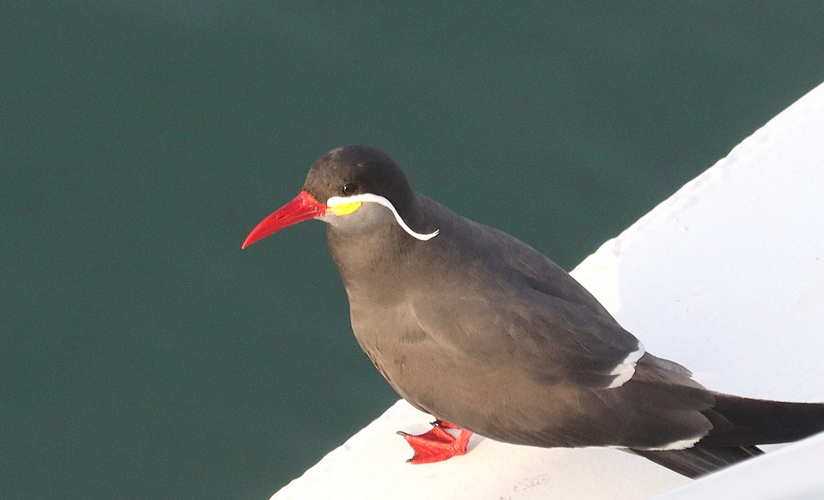 Inca Tern - ML626994766