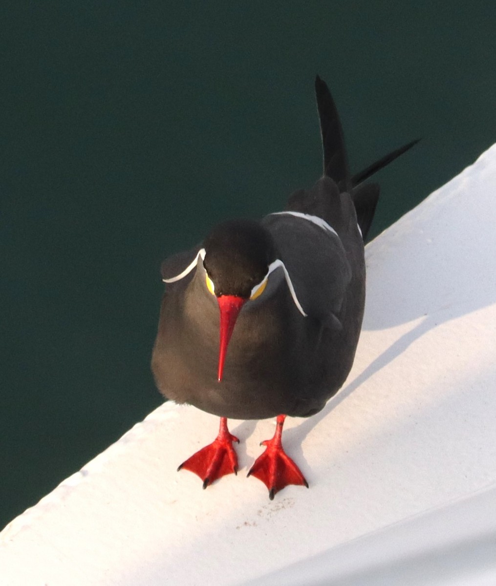 Inca Tern - ML626994767