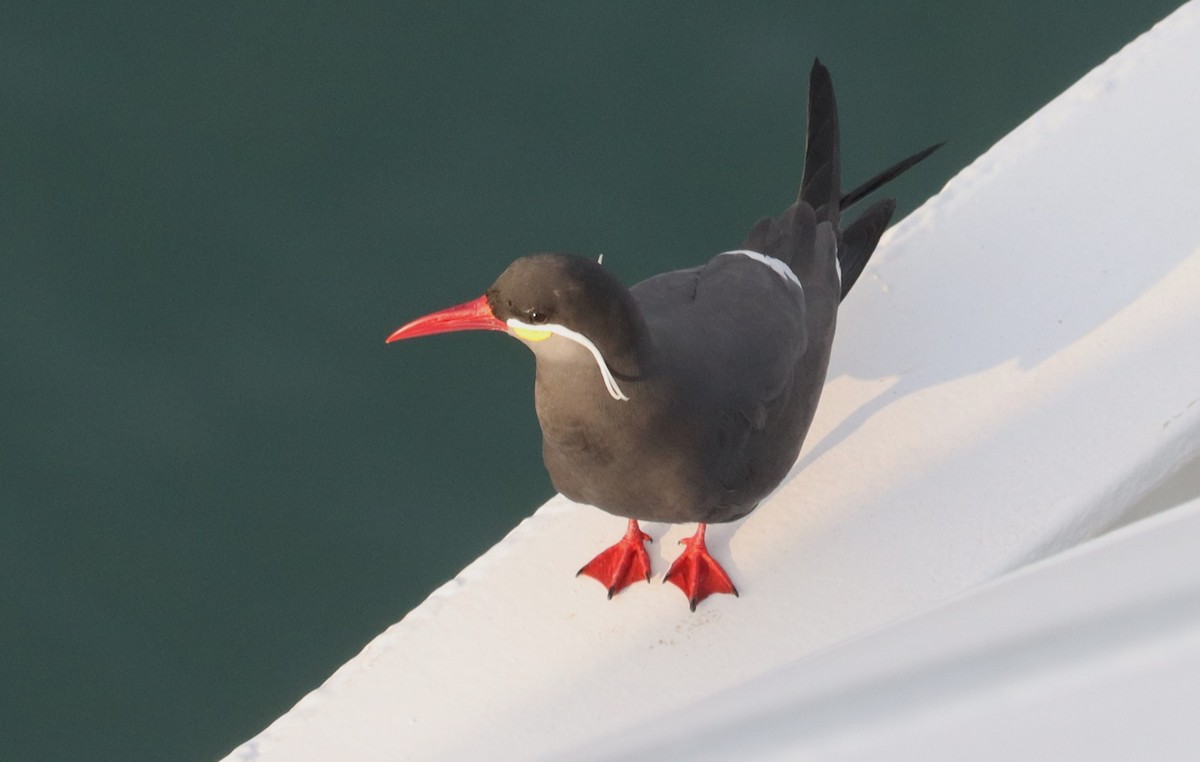 Inca Tern - ML626994768