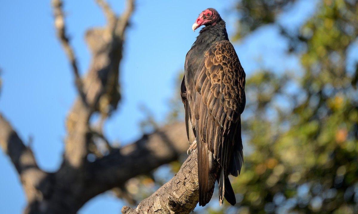 Turkey Vulture - ML626994769