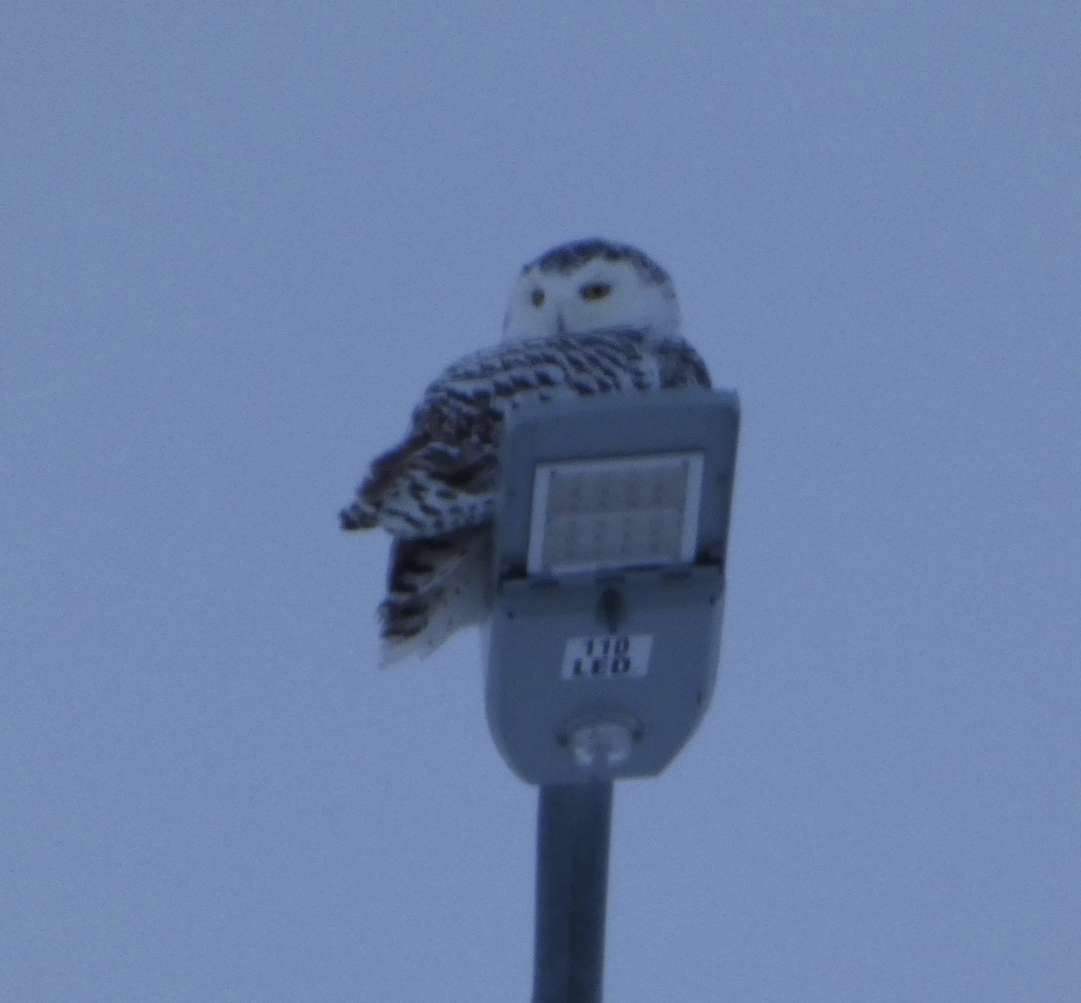 Snowy Owl - ML626994961