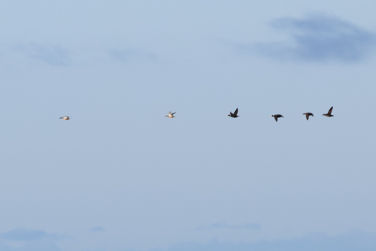 Northern Shoveler - ML626994983