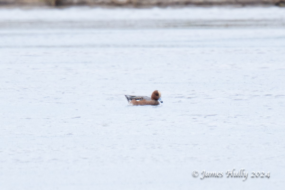 Eurasian Wigeon - ML626995103